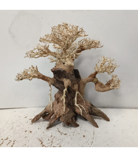 Bonsai tamanho L - Nº323