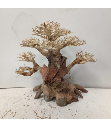 Bonsai para acuario 323 | Maderas para acuario | Acuario Plantado