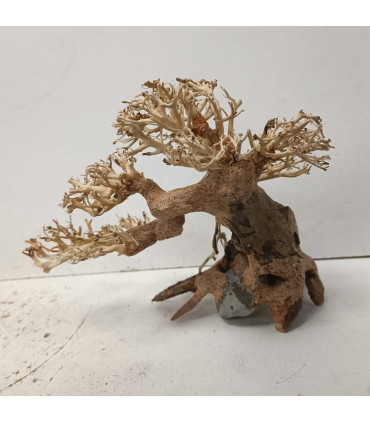 Bonsai para acuario 325 | Maderas para acuario | Acuario Plantado