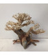 Bonsai para acuario 326 | Maderas para acuario | Acuario Plantado