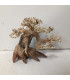 Bonsai para acuario 328 | Maderas para acuario | Acuario Plantado