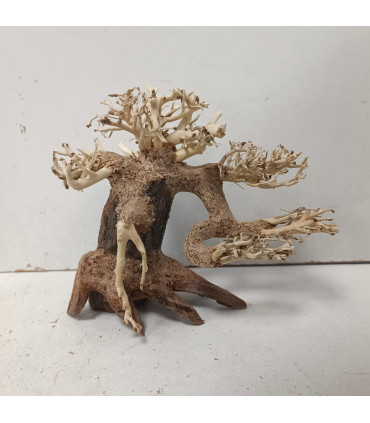 Bonsai para acuario 329 | Maderas para acuario | Acuario Plantado
