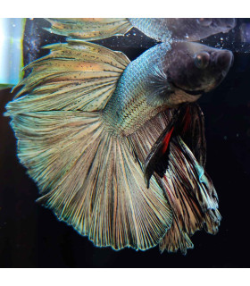 Betta selecione N346 | Peixe betta especial | Aquário Plantado