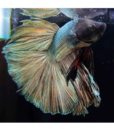 Betta selecione N346 | Peixe betta especial | Aquário Plantado