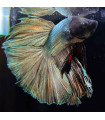Selecione Betta Macho Nº348