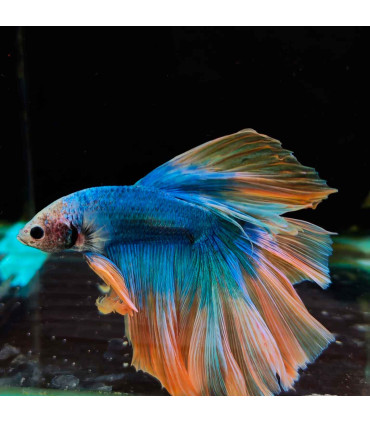 Betta selecione N349 | Peixe betta especial | Aquário Plantado