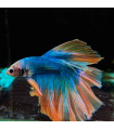 Selecione Betta Macho Nº349