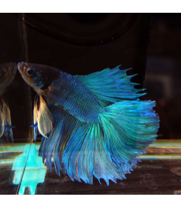 Betta Double Tail 350 | Características, cuidados e compatibilidade