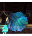 Selecione Betta Macho Nº350