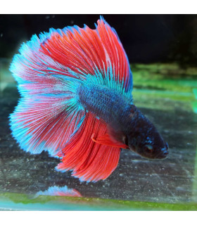 Betta Double Tail 351 | Características, cuidados e compatibilidade