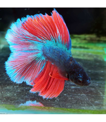 Betta Double Tail 351 | Características, cuidados e compatibilidade