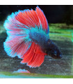 Selecione Betta Macho Nº351