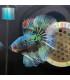 Betta selecione N352 | Peixe betta especial | Aquário Plantado