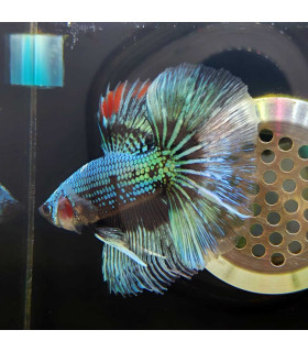 Betta selecione N352 | Peixe betta especial | Aquário Plantado