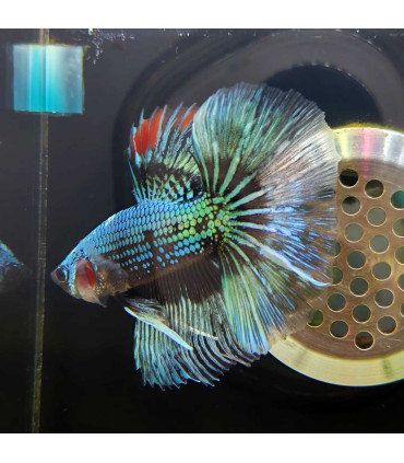 Betta selecione N352 | Peixe betta especial | Aquário Plantado