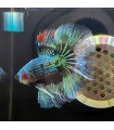 Selecione Betta Macho Nº352