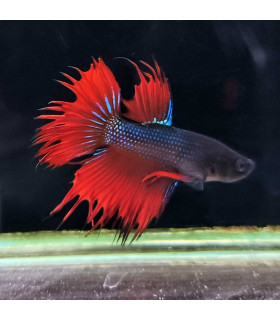 Betta selecto N353 | Pez betta especial | Acuario Plantado