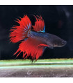 Selecione Betta Macho Nº353