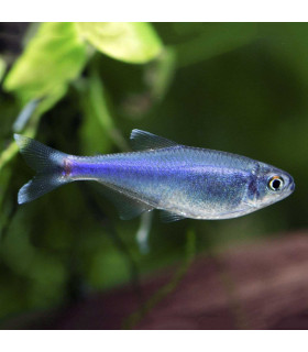 Tetra Azulado | Comprar Tetra Azul | Acuario Plantado