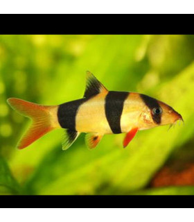 Pez Botía Payaso | Acuario Plantado
