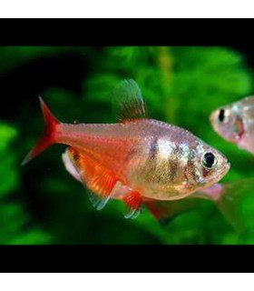Tetra Flama | Comprar Tetra Flama | Acuario Plantado