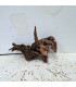 Driftwood para acuario 554 | Madera única para acuario | Acuario Plantado
