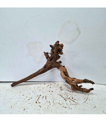 Driftwood para acuario 559 | Madera única para acuario | Acuario Plantado