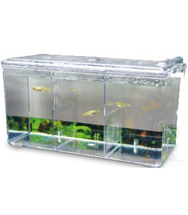 Paridera externa nido 5 hobby