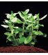 Bacopa Caroliniana | Plantas de acuario| Acuario Plantado