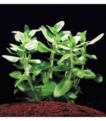 Bacopa Caroliniana | Plantas de acuario| Acuario Plantado