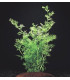 Ceratopteris Thalictroides | Plantas de acuario| Acuario Plantado