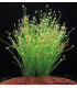 Eleocharis Acicularis  | Plantas de acuario| Acuario Plantado