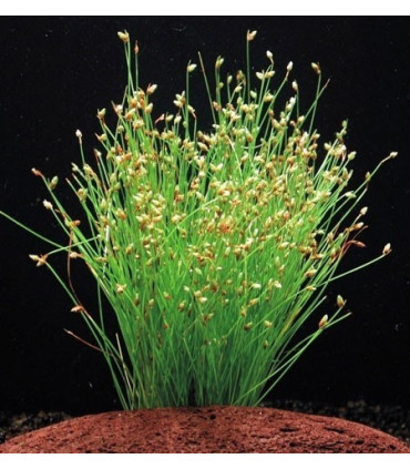 Eleocharis Acicularis  | Plantas de acuario| Acuario Plantado