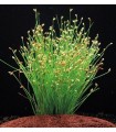 Eleocharis Acicularis