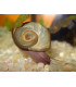 Caracoles acuario planorbis