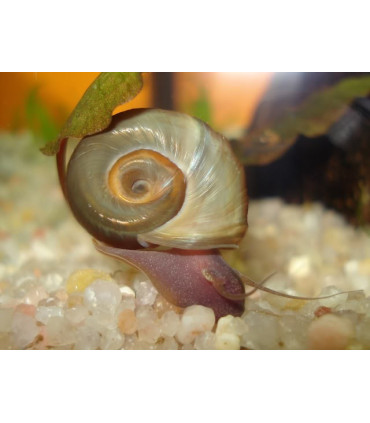 Caracoles acuario planorbis