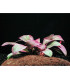Plantas de acuario lobelia cardinalis
