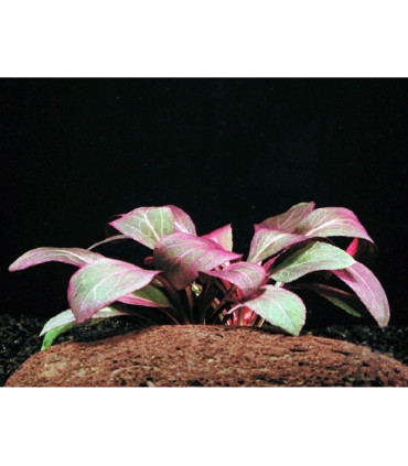 Plantas de acuario lobelia cardinalis