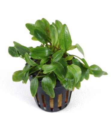 Cryptocoryne Willisii | Plantas de acuario| Acuario Plantado