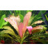 Plantas de acuario Echinodorus Rose