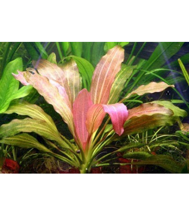Plantas de acuario Echinodorus Rose