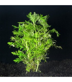 Hygrophila difformis