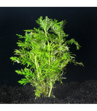 Hygrophila Difformis | Plantas de acuario| Acuario Plantado