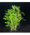 Hygrophila difformis