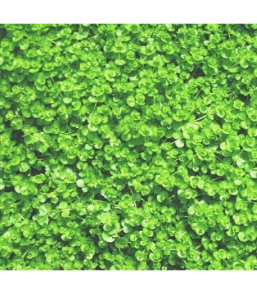 Micranthemum umbrosum | Plantas de acuario| Acuario Plantado