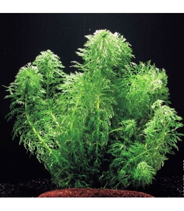 Limnophila sessiliflora Ambulia | Plantas de acuario| Acuario Plantado