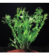 Microsorum Pteropus var. Windelow | Plantas de acuario| Acuario Plantado