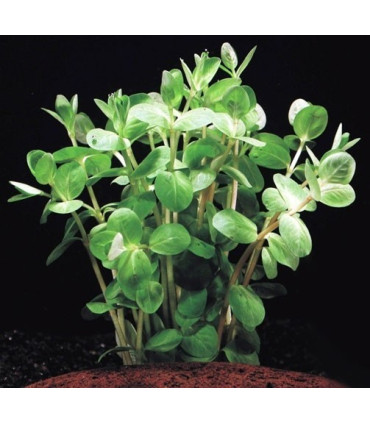 Rotala Rotundifolia | Plantas de acuario| Acuario Plantado