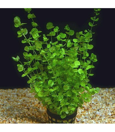 Micranthemum umbrosum | Plantas de acuario| Acuario Plantado