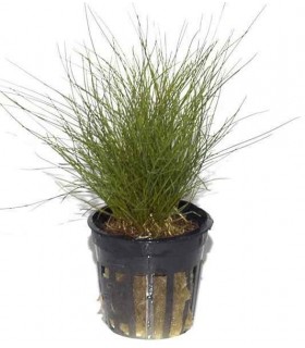 Eleocharis parvula